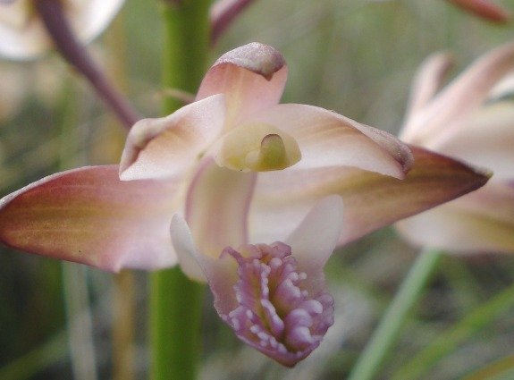 Orthochilus aculeatus subsp. huttonii flower